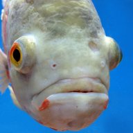 Jimmy the Fish