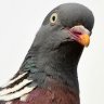 jetpigeon
