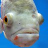 Jimmy the Fish