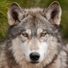 WolfgangOne