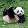 panda33