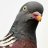 jetpigeon