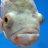 Jimmy the Fish