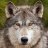 WolfgangOne