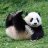 panda33