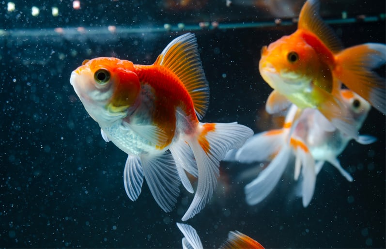 marketing for goldfish