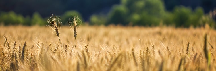 magnolia bank agriculture lender